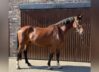 German Sport Horse, Mare, 5 years, 16,1 hh, Brown