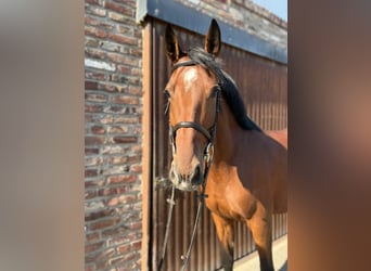 German Sport Horse, Mare, 5 years, 16,1 hh, Brown