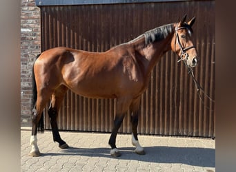 German Sport Horse, Mare, 5 years, 16,1 hh, Brown