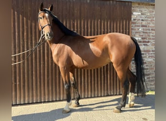 German Sport Horse, Mare, 5 years, 16,1 hh, Brown