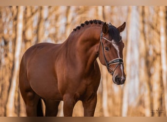 German Sport Horse, Mare, 5 years, 16.1 hh, Brown