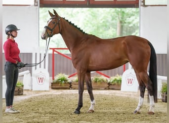 German Sport Horse, Mare, 5 years, 16.1 hh, Brown