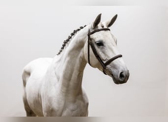 German Sport Horse, Mare, 5 years, 16,1 hh, Can be white