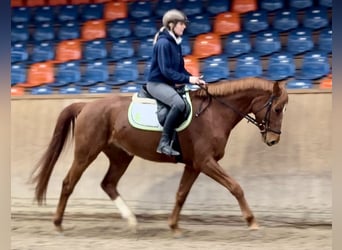 German Sport Horse, Mare, 5 years, 16.1 hh, Chestnut-Red