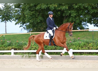 German Sport Horse, Mare, 5 years, 16.1 hh, Chestnut-Red