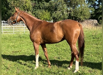 German Sport Horse, Mare, 5 years, 16.1 hh, Chestnut-Red
