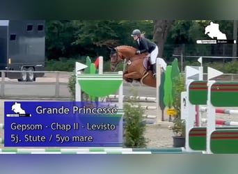 German Sport Horse, Mare, 5 years, 16.1 hh, Chestnut-Red