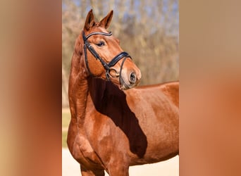 German Sport Horse, Mare, 5 years, 16.1 hh, Chestnut-Red