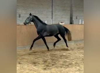 German Sport Horse, Mare, 5 years, 16.1 hh, Gray