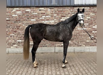 German Sport Horse, Mare, 5 years, 16.1 hh, Grey-Dapple