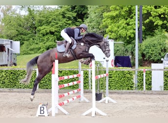 German Sport Horse, Mare, 5 years, 16.1 hh, Grey