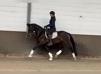 German Sport Horse, Mare, 5 years, 16.1 hh, Smoky-Black
