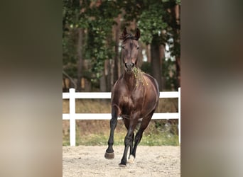 German Sport Horse, Mare, 5 years, 16.2 hh, Bay-Dark