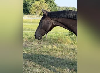 German Sport Horse, Mare, 5 years, 16.2 hh, Bay-Dark