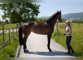 German Sport Horse, Mare, 5 years, 16.2 hh, Bay-Dark