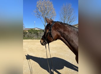 German Sport Horse, Mare, 5 years, 16.2 hh, Bay-Dark