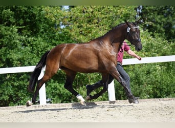 German Sport Horse, Mare, 5 years, 16,2 hh, Black