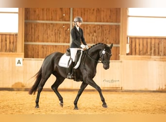 German Sport Horse, Mare, 5 years, 16,2 hh, Black