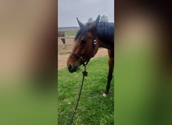 German Sport Horse, Mare, 5 years, 16.2 hh, Brown