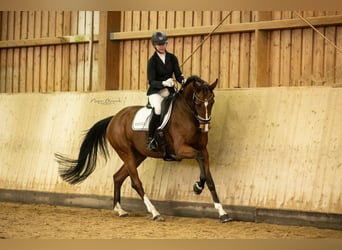 German Sport Horse, Mare, 5 years, 16,2 hh, Brown