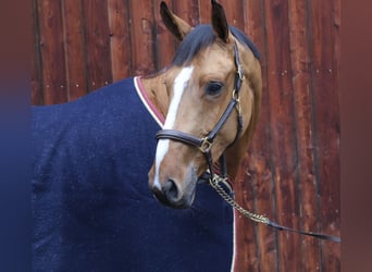 German Sport Horse, Mare, 5 years, 16,2 hh, Brown-Light