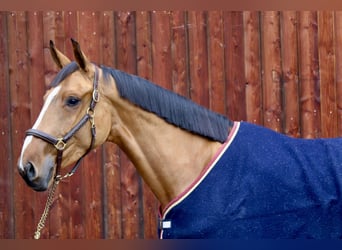 German Sport Horse, Mare, 5 years, 16,2 hh, Brown-Light