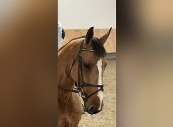 German Sport Horse, Mare, 5 years, 16,2 hh, Brown-Light