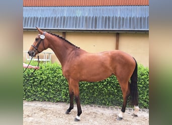 German Sport Horse, Mare, 5 years, 16.2 hh, Brown