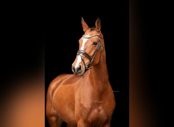 German Sport Horse, Mare, 5 years, 16.2 hh, Brown