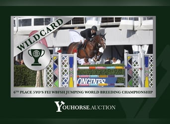 German Sport Horse, Mare, 5 years, 16.2 hh, Brown