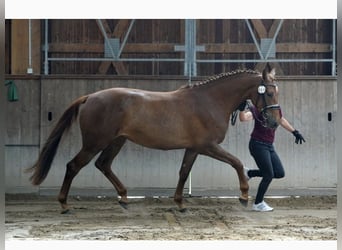 German Sport Horse, Mare, 5 years, 16.2 hh, Chestnut-Red