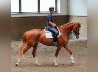 German Sport Horse, Mare, 5 years, 16.2 hh, Chestnut-Red