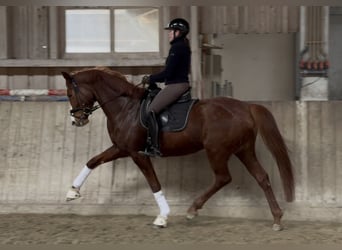 German Sport Horse, Mare, 5 years, 16.2 hh, Chestnut-Red