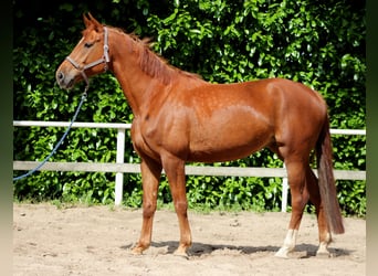 German Sport Horse, Mare, 5 years, 16.2 hh, Chestnut-Red