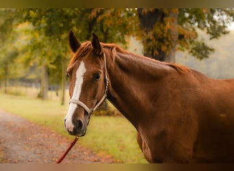 German Sport Horse, Mare, 5 years, 16.2 hh, Chestnut-Red