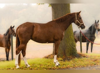 German Sport Horse, Mare, 5 years, 16.2 hh, Chestnut-Red