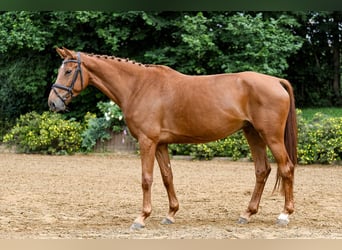 German Sport Horse, Mare, 5 years, 16.2 hh, Chestnut-Red