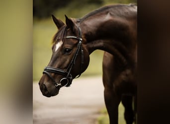 German Sport Horse, Mare, 5 years, 16.2 hh, Smoky-Black