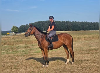 German Sport Horse, Mare, 5 years, 16.3 hh, Brown