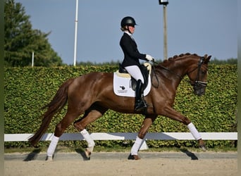 German Sport Horse, Mare, 5 years, 16.3 hh, Chestnut