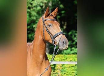 German Sport Horse, Mare, 5 years, 16.3 hh, Chestnut-Red