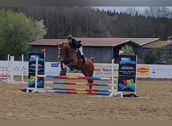 German Sport Horse, Mare, 5 years, 16,3 hh, Chestnut-Red