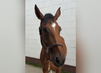 German Sport Horse, Mare, 5 years, 16.3 hh