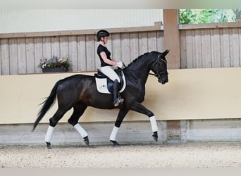 German Sport Horse, Mare, 5 years, 16.3 hh, Smoky-Black