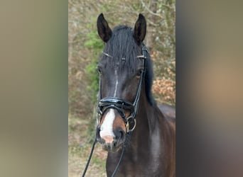 German Sport Horse, Mare, 5 years, 16 hh, Bay-Dark