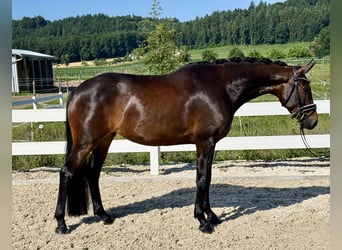 German Sport Horse, Mare, 5 years, 16 hh, Bay-Dark