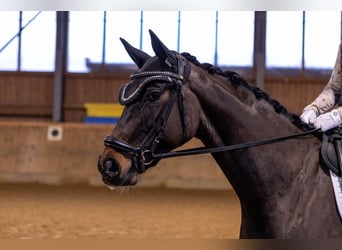 German Sport Horse, Mare, 5 years, 16 hh, Bay-Dark
