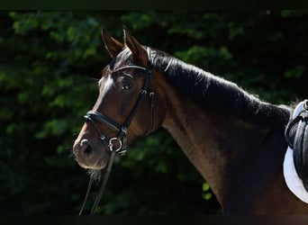 German Sport Horse, Mare, 5 years, 16 hh, Bay-Dark