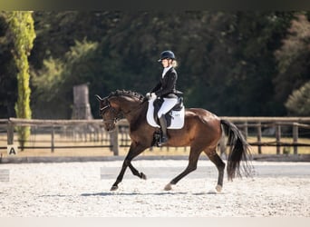German Sport Horse, Mare, 5 years, 16 hh, Bay-Dark