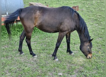 German Sport Horse, Mare, 5 years, 16 hh, Bay-Dark
